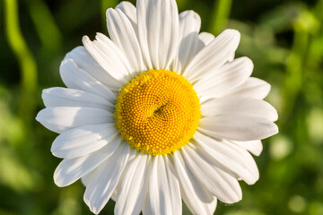 Chamomile or daisy flower on the green natural background, close up and macro image