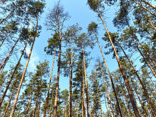 Scenic view of tall trees in the forest.