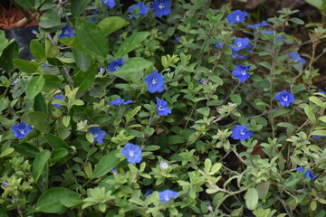 beautiful Evolvulus alsinoides dwarf morning-glory flower blooms