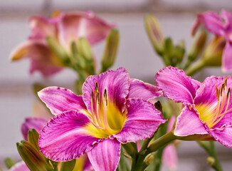 Daylily flower in the summer garden.