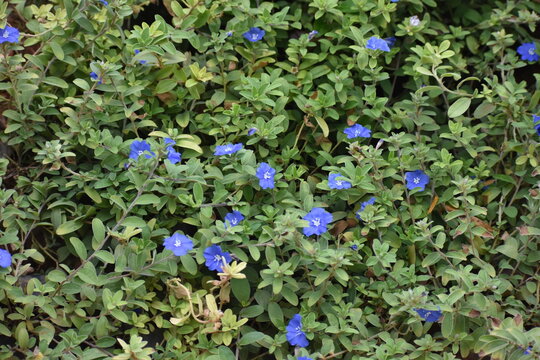 beautiful Evolvulus alsinoides dwarf morning-glory flower blooms