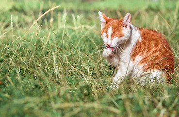 Red young cat in the garden.