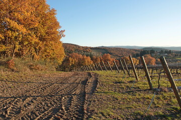 Fototapeta premium vigne del chianti al tramonto in autunno