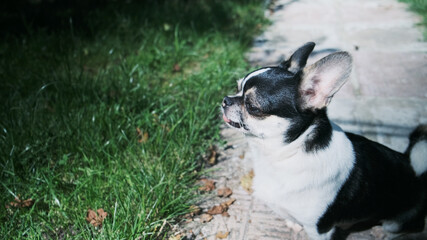 Shorthaired chihuahua dog walking outdoors. Copy space.