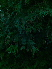Fototapeta na wymiar Green thuja tree branches background.