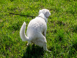 Young cute white dog pooping on the grass in the park. Back view.