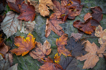 Feuchtes Herbstlaub auf einem Felsen