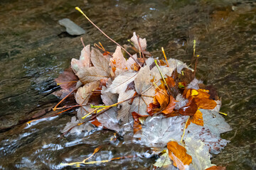Herbstlaub in einem Bach