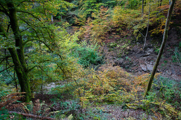 Verfärbtes Herbstlaub im Laubwald