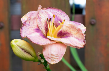 daylily flowers in the garden