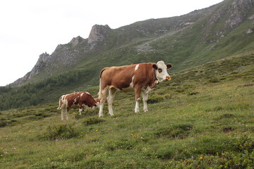 Fototapeta na wymiar mucche nei pascoli della valle aurina