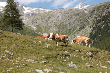 mucche nei pascoli della valle aurina