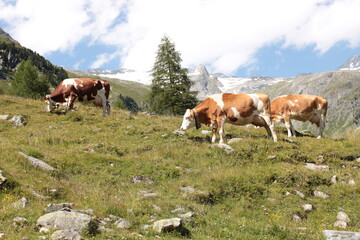 Fototapeta na wymiar mucche nei pascoli della valle aurina