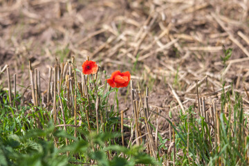 Fototapeta premium Mohnblumen im Feld