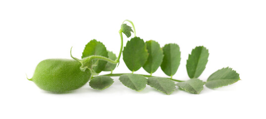 Green chickpeas on the branch isolated on white background.