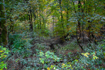 Grünes Dickicht im Wald
