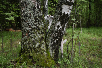 goat in the forest