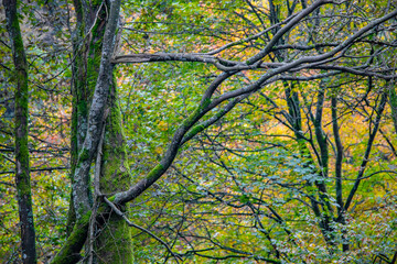 Moosbewachsener Baum und Herbstlaub