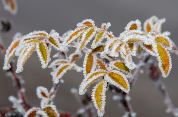 a twig with frozen yellow leaves