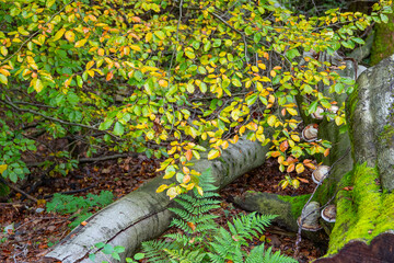 Gelbverfärbtes Herbstlaub