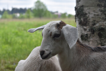 goat close-up on the background of a tree trunk