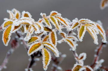 a twig with frozen yellow leaves