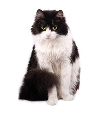 Black and white cat isolated on white background. House cat with yellow eyes.