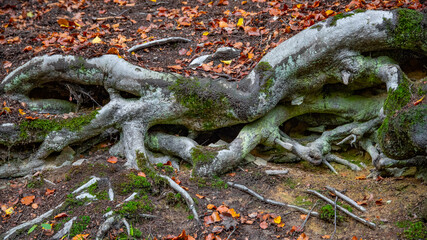 Buchenwurzeln graben sich fest ins Erdreich