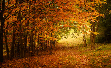 herbstlicher Wanderweg