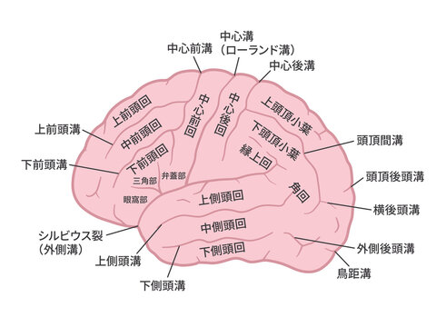 頭頂葉 Images Browse 74 Stock Photos Vectors And Video Adobe Stock