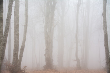 landscape in a leafless forest with fog