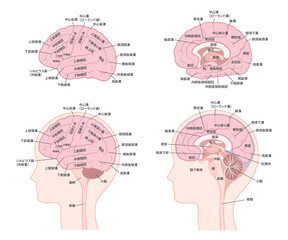 脳の名称のイラストセット_脳回_脳溝