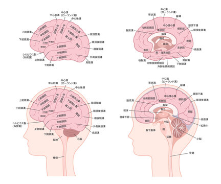 脳みそ Images Browse 805 Stock Photos Vectors And Video Adobe Stock