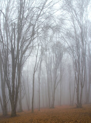 landscape in a leafless forest with fog