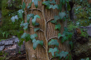 Efeu wächst an einem Baumstamm empor