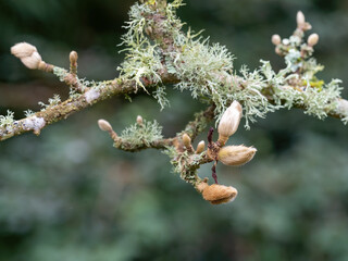 Furry buds of Magnolia salicifolia, aka willow-leafed or anise magnolia. With lichen.