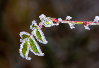 a branch with frozen green leaves