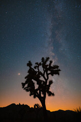 Fototapeta na wymiar Joshua Tree with Mars and milky way
