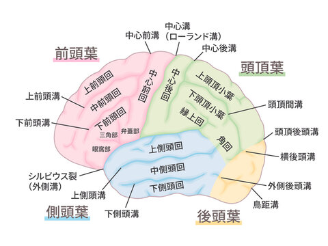 脳_大脳外側面のイラスト_名称あり_脳回_脳溝_色分け