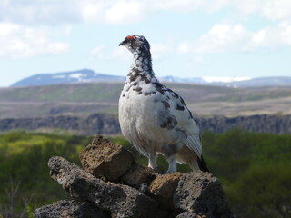 Icelandic ptarmigan perched on a pile of rocks in Iceland