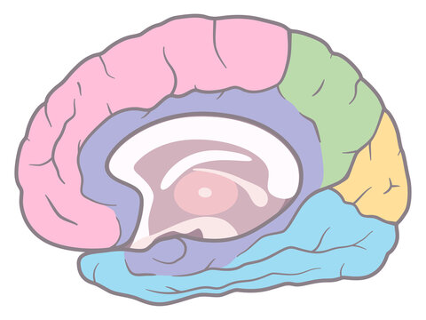 269 件の最適な 脳内 画像 ストック写真 ベクター Adobe Stock