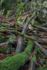 Moosbedecktes Totholz im Hönnetal