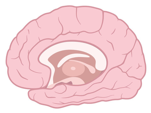 頭頂葉 Images Browse 84 Stock Photos Vectors And Video Adobe Stock