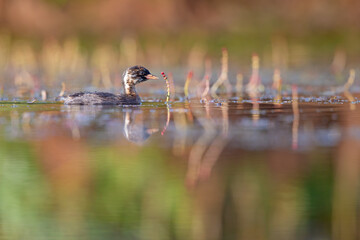 A juvenile little grebe foraging in a pond in Germany