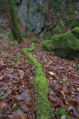 Felsen,Moos,Totholz im H&ouml;nnetal