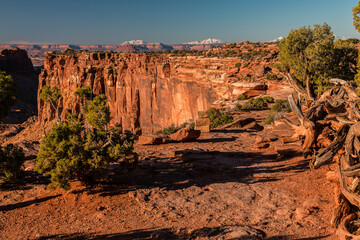 Twisted Juniper Trees at The White Rim Overlook, Canyonlands National Park, Utah, USA