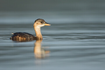 Little Grebe - Zwergtaucher - Tachybaptus ruficollis ssp. ruficollis, Romania