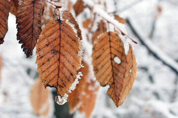 Beautiful brown leaves covered with crust of ice on the background of snowy forest.
