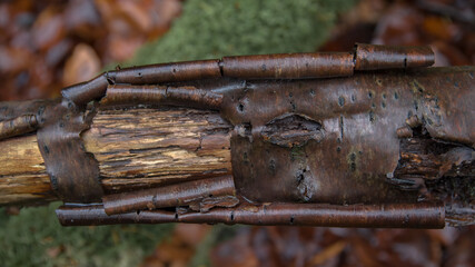 Aufgerollte feuchte Baumrinde am Stamm im Hönnetal