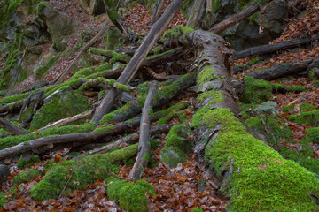 Moosbewachsenes Totholz und Felsen im Hönnetal